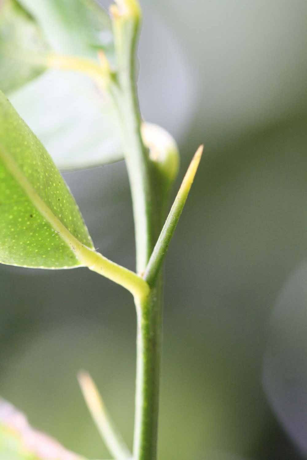              First year twig (Riverside, CA)       